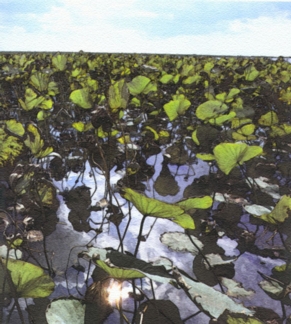 Lily Field in the Snake Marsh